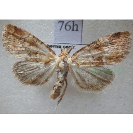 Photedes minima (Haworth, 1809) Czech76h